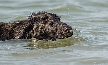1. A close-up of a black retriever dog swimming in a lake with water splashing around its face.