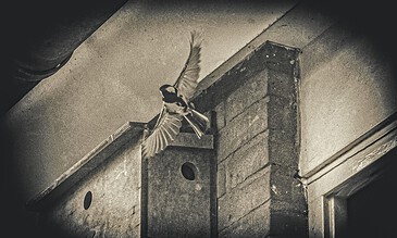 Bird in flight captured indoors near a brick chimney, showcasing movement and nature within a cozy, rustic setting. A beautiful bird, possibly a sparrow, captured mid-flight near a rustic brick chimney on a quiet indoor wall.