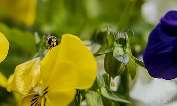 Discover stunning floral photography with vibrant yellow and purple blossoms, highlighting nature's delicate pollinators in action. A close-up macro shot of a small bee on a yellow flower, showcasing vivid colors and intricate details of the blossom and bee. Perfect for capturing natural beauty and pollination moments.