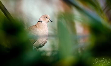 A peaceful dove perched amidst lush green foliage, capturing nature’s serenity and wildlife beauty with stunning photography.
