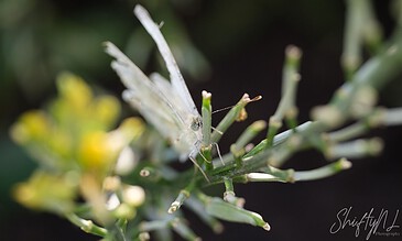 A close-up of a delicate white butterfly perched on green plant stems with a blurred dark background.