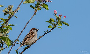 A sparrow perched on a blossoming tree branch with pink flowers against a bright blue sky.