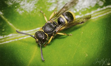 posing wasp
