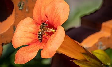 A honey bee collecting nectar from vibrant orange flower, close-up macro shot of pollination process.