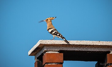 1. Asian hoopoe bird perched on chimney top against clear blue sky, showcasing its distinct crest and black-and-white wing pattern.