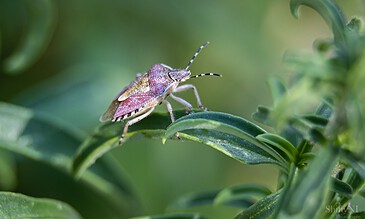 Wants on green leaf with a soft focus background, macro close-up of insect, detailed textures, natural setting, high-quality nature photography.
