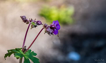 Delicate purple flower with buds in natural outdoor setting, captured in macro photography style, showcasing intricate petal details and vibrant colors.