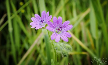 Flower Photography Portfolio β ShiftyNL Photography, Purple twins