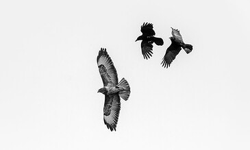 1. Three birds in flight captured in black and white against a plain sky, showcasing their detailed feathers and soaring motion.