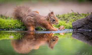 2. Captivating wildlife photo of a squirrel at the water’s edge, showcasing nature’s beauty and the animal’s playful behavior. 1. A curious squirrel reaching for a walnut from a pond, surrounded by vibrant green grass and a natural outdoor setting.