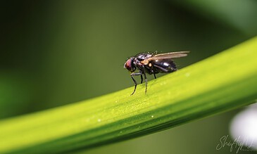 red eye