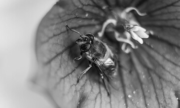 Detailed macro image of a bee inside a flower, capturing vibrant textures and fine details in black and white, showcasing nature's complexity and beauty. A close-up black and white macro shot of a bee resting inside a flower, highlighting intricate details of the bee's body and the flower's textures.