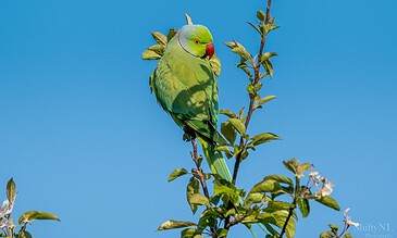 Vibrant green parrot perched on a leafy branch against a clear blue sky, showcasing its colorful feathers and striking features.