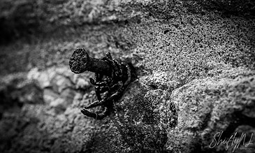 1. Close-up of a rusty nail embedded in textured concrete surface, black and white photography emphasizing rugged details.