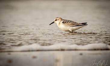 2. Capturing a solitary shorebird standing amidst gentle waves, showcasing wildlife in natural coastal habitats, perfect for nature lovers and bird enthusiasts. 1. Shoreline bird wading in shallow water, soft natural light, detailed feathers, tranquil coastal scene, wildlife photography, peaceful moment.