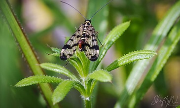 scorpionfly refusing to turn around
