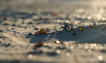 Dew-covered seashells and small stones on sandy beach at sunrise, capturing detailed textures and warm natural lighting for a serene coastal scene.
