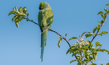 Vibrant green parrot perched on a tree branch against a clear blue sky, showcasing natural bird photography and wildlife artistry.