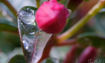 Vivid macro shot of a dewy leaf with a pink flower bud, showcasing intricate details and natural beauty, part of "My Amazing Moments Captured in One Place" collection. Water droplet on green leaf with pink flower bud, macro close-up of nature's detail, captured by ShiftyNL Photography.