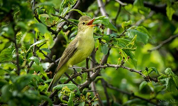Vibrant bird perched on a leafy branch, capturing nature’s beauty during a sunny day. Bright yellow bird singing amidst lush green leaves on a tree branch.