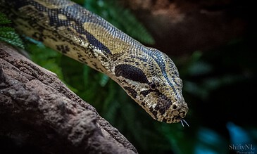 2. Stunning macro of a python snake captured in its natural habitat, highlighting its intricate scales and captivating gaze. 1. Close-up of a python snake with detailed patterns on its skin, showcasing its natural beauty and unique markings.