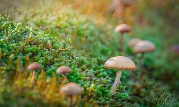 2. Close-up of small mushrooms sprouting from lush green moss, highlighting natural forest elements and the enchanting details of woodland ecosystems. 1. Tiny mushrooms growing amidst vibrant green moss on a forest floor, showcasing nature's delicate and intricate beauty, captured with a macro shot.