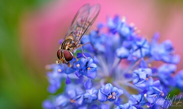 A macro image capturing a hoverfly on blue flowers, highlighting details of the insect and colorful blossoms against a blurred pastel background. Vivid close-up shot of a hoverfly gathering nectar from a cluster of vibrant blue flowers with a soft pink background.