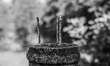 A black-and-white close-up photo of three rusted metal sticks standing upright in a textured piece of concrete, with a blurred natural background.