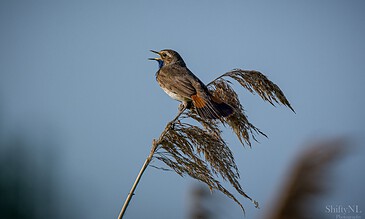 A bird perched on a dried reed, singing or calling with a clear sky background, showcasing tranquil wildlife photography. A vibrant bird singing on a dried reed against a soft blue sky, capturing the beauty of nature moments in an outdoor setting.