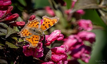Bright orange butterfly with black spots resting on vibrant pink flower cluster, showcasing close-up nature photography of butterfly and floral interaction.