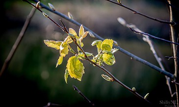 A close-up of tender green leaves emerging on a tree branch during early spring, highlighted by warm sunlight against a dark, blurred background. Delicate new leaves on a tree branch illuminated by sunlight, showcasing early spring growth and vibrant green color against a blurred natural background.