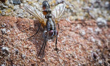 stack fly on wall