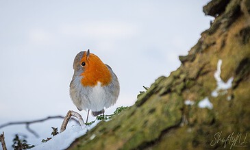 Bright European robin perched on snow-covered branch in winter landscape, showcasing nature photography by ShiftyNL.