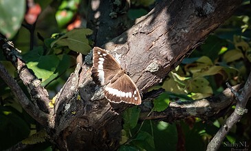 Bright brown butterfly with white markings resting on a tree branch in natural sunlight.