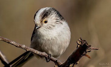 A charming bird sitting on a branch with detailed plumage and vivid eye, captured in natural sunlight, highlighting the beauty of wildlife photography. A close-up of a small, fluffy bird perched on a branch, showcasing detailed feathers, bright eye, and natural surroundings, perfect for bird photography enthusiasts.