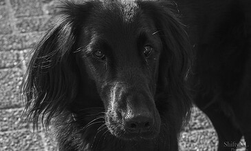 Majestic black dog with soulful eyes captured in a close-up outdoor shot.