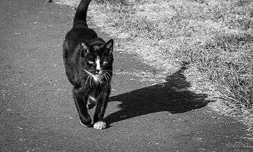 A black and white photograph of a cat walking on a paved path, casting a distinct shadow on the ground amid natural surroundings.