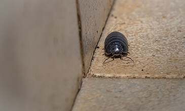 A close-up of a black pill bug on beige tiled flooring next to a wall, showcasing tiny legs and segmented body. Perfect for nature and insect photography enthusiasts.