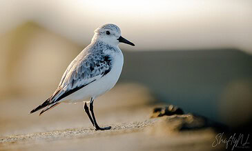 My Portfolios – Moments Captured in Imagess, I'm a Dutch hobbyist photographer, Three-toed sandpiper