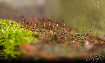 Tiny moss and sporophyte structures on a tree trunk, close-up shot capturing the vibrant green moss and delicate sporophytes amidst a blurred natural background.