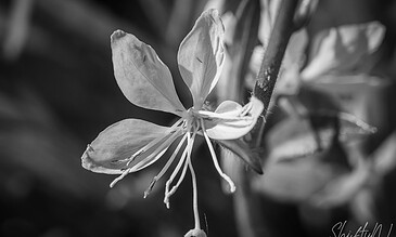 2. Stunning black and white flower photograph emphasizing the beauty and texture of the petals and stamen, perfect for nature lovers and photography enthusiasts. 1. Close-up of a delicate flower in black and white showcasing intricate petal details and elegant stamen, captured with fine photography techniques.