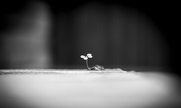 A close-up black and white photograph of a young plant sprouting from the soil, highlighting resilience and life in a minimalistic style. A tiny sprout emerging from soil, captured in black and white with a blurred background, symbolizing new beginnings and growth.