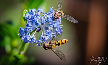 1. Close-up of two hoverflies on a vibrant blue flower, showcasing intricate details of wings and eyes amidst nature.