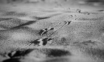 My Portfolios – Moments Captured in Images, Footprints