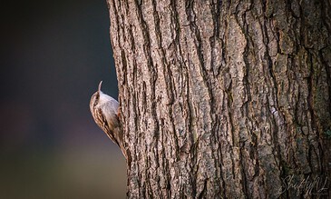 A close-up of a treecreeper clinging to the side of a textured tree trunk, showing detailed feathers and a slightly curved beak.