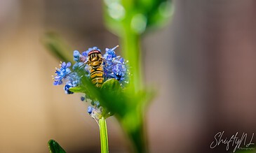 A close-up of a bee on small blue flowers with blurred green stems and background, capturing the beauty of nature and pollination in vivid detail.