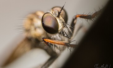 An ultra-close macro image capturing the detailed compound eye of a fly, highlighting the beauty of insect macro photography. Nature and wildlife photography Netherlands – ShiftyNL Photography, Macro close-up of a fly’s detailed compound eye, showing intricate facets and fine hairs for stunning nature photography.