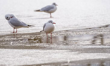 Seagulls standing on wet ice with gentle waves and reflections, captured during a peaceful coastal moment.