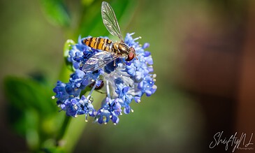 Capturing the beauty of nature, this macro photograph features a bee on a bright blue flower, emphasizing intricate details, vivid colors, and natural outdoor setting. A close-up shot of a bee with transparent wings collecting nectar from a vibrant blue flower, highlighting detailed textures and natural colors.