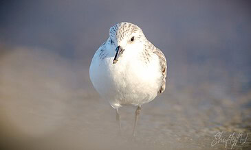 1. Close-up of a snowy shorebird standing on the beach with soft-focused sandy background.